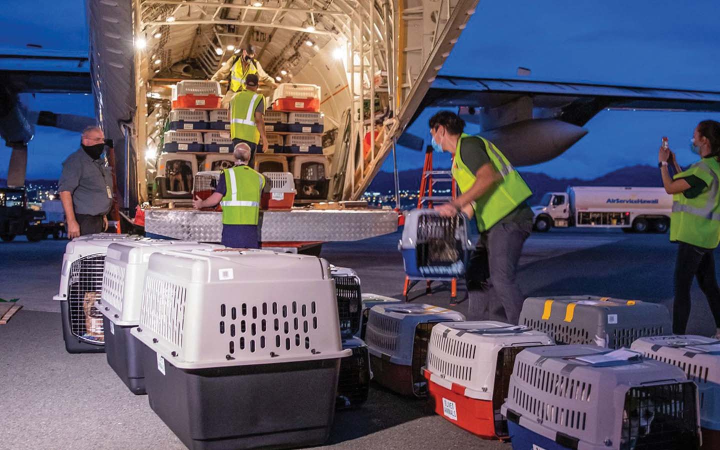 Lynden Hercules aircraft transporting rescue animals to be adopted