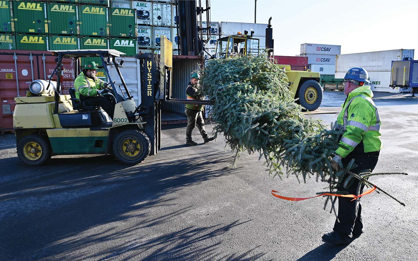Tree transported to Juneau for display in the Alaska Governor's holiday open house.